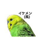 セキセイインコ みどり（個別スタンプ：3）