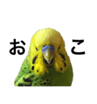 セキセイインコ みどり（個別スタンプ：4）