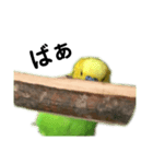 セキセイインコ みどり（個別スタンプ：6）