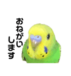セキセイインコ みどり（個別スタンプ：7）