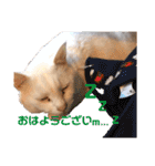 ねこのピーさん（個別スタンプ：1）