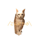 ねこのピーさん（個別スタンプ：2）