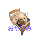 ねこのピーさん（個別スタンプ：3）