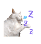 ねこのピーさん（個別スタンプ：4）