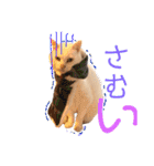ねこのピーさん（個別スタンプ：5）