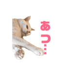 ねこのピーさん（個別スタンプ：6）