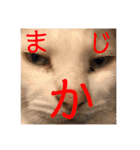 ねこのピーさん（個別スタンプ：8）