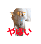ねこのピーさん（個別スタンプ：9）