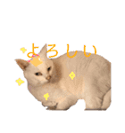 ねこのピーさん（個別スタンプ：11）