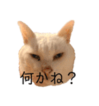 ねこのピーさん（個別スタンプ：12）