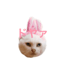 ねこのピーさん（個別スタンプ：13）