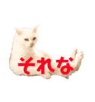 ねこのピーさん（個別スタンプ：14）