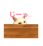 ねこのピーさん（個別スタンプ：17）