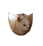 ねこのピーさん（個別スタンプ：18）