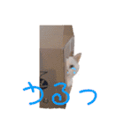 ねこのピーさん（個別スタンプ：20）