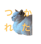 ねこのピーさん（個別スタンプ：22）