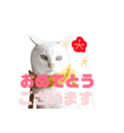 ねこのピーさん（個別スタンプ：27）