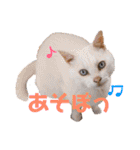 ねこのピーさん（個別スタンプ：28）