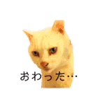 ねこのピーさん（個別スタンプ：29）