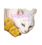 ねこのピーさん（個別スタンプ：30）