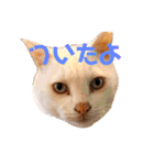 ねこのピーさん（個別スタンプ：31）