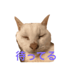 ねこのピーさん（個別スタンプ：32）
