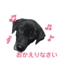 黒ラブのエリーちゃん（個別スタンプ：13）