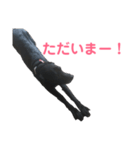 黒ラブのエリーちゃん（個別スタンプ：14）