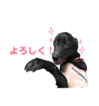 黒ラブのエリーちゃん（個別スタンプ：15）
