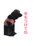 黒ラブのエリーちゃん（個別スタンプ：16）