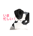 黒ラブのエリーちゃん（個別スタンプ：19）