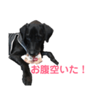 黒ラブのエリーちゃん（個別スタンプ：23）