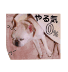 アルのいる日々～（個別スタンプ：9）