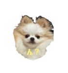 Tom.hana ♥（個別スタンプ：1）
