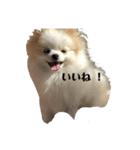 Tom.hana ♥（個別スタンプ：5）