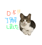 Rain⑤（個別スタンプ：11）