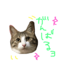 Rain⑤（個別スタンプ：12）