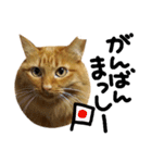 長毛茶トラ猫mimi石川弁（個別スタンプ：22）