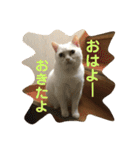 はらぺこ ハカセ（個別スタンプ：2）