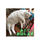 はらぺこ ハカセ（個別スタンプ：16）