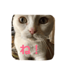 はらぺこ ハカセ（個別スタンプ：17）