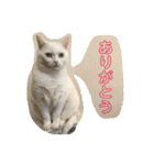 はらぺこ ハカセ（個別スタンプ：20）