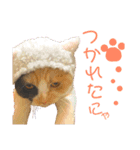 真顔にゃんちのスタンプ（個別スタンプ：1）