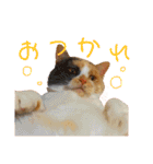 真顔にゃんちのスタンプ（個別スタンプ：2）
