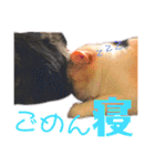 真顔にゃんちのスタンプ（個別スタンプ：4）