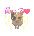 真顔にゃんちのスタンプ（個別スタンプ：8）