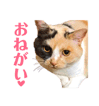 真顔にゃんちのスタンプ（個別スタンプ：9）
