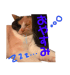 真顔にゃんちのスタンプ（個別スタンプ：12）