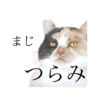 真顔にゃんちのスタンプ（個別スタンプ：19）