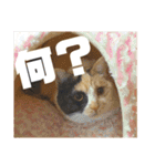 真顔にゃんちのスタンプ（個別スタンプ：21）